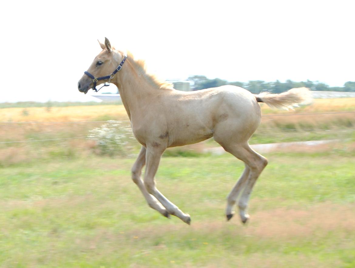 Palomino Silverline Winka billede 19