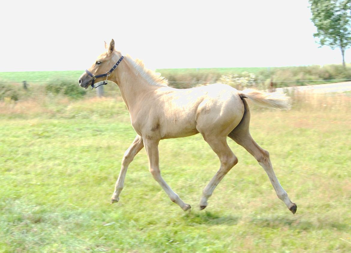 Palomino Silverline Winka billede 22