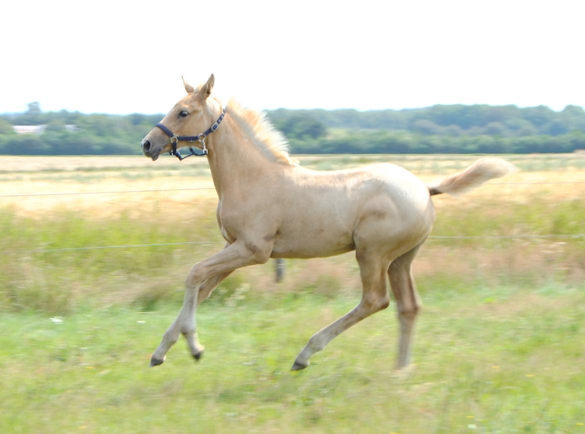 Palomino Silverline Winka billede 20