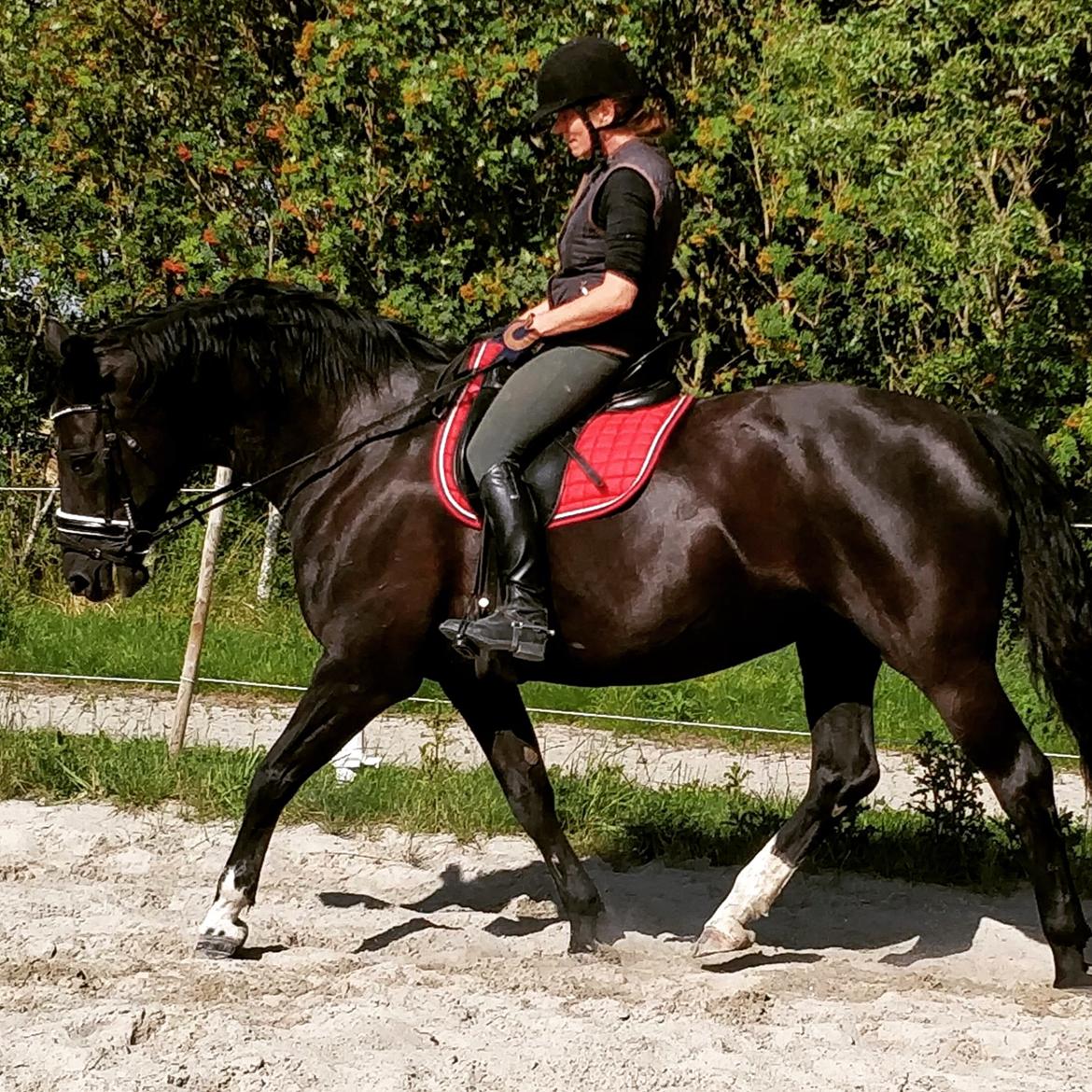Anden særlig race wanilia billede 3