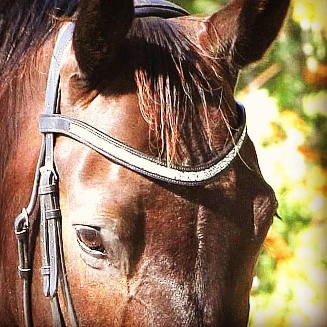 Dansk Varmblod Højmarks falco billede 1