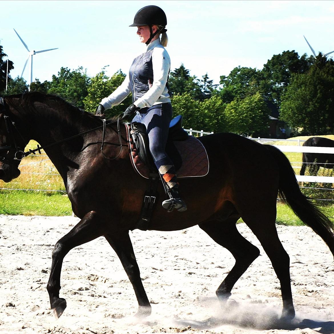 Dansk Varmblod Højmarks falco billede 33