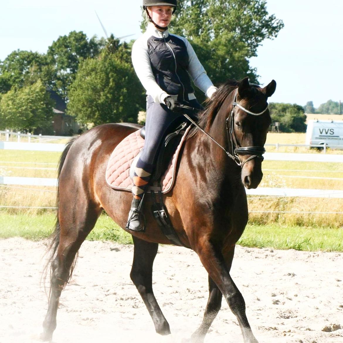 Dansk Varmblod Højmarks falco billede 32