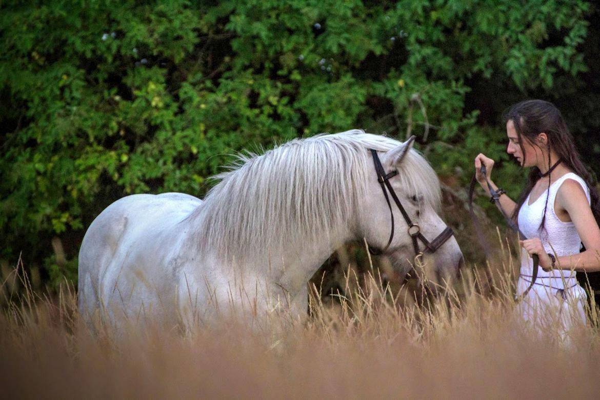 Islænder Löbbi billede 12