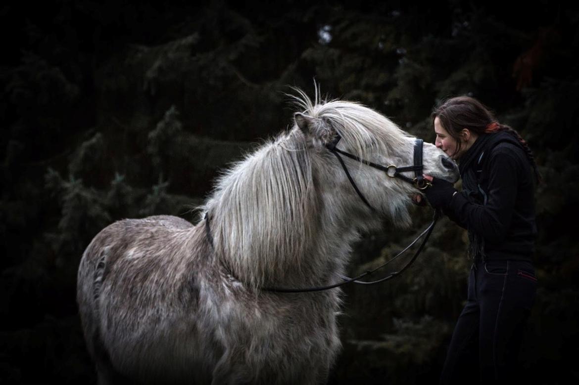 Islænder Löbbi billede 3