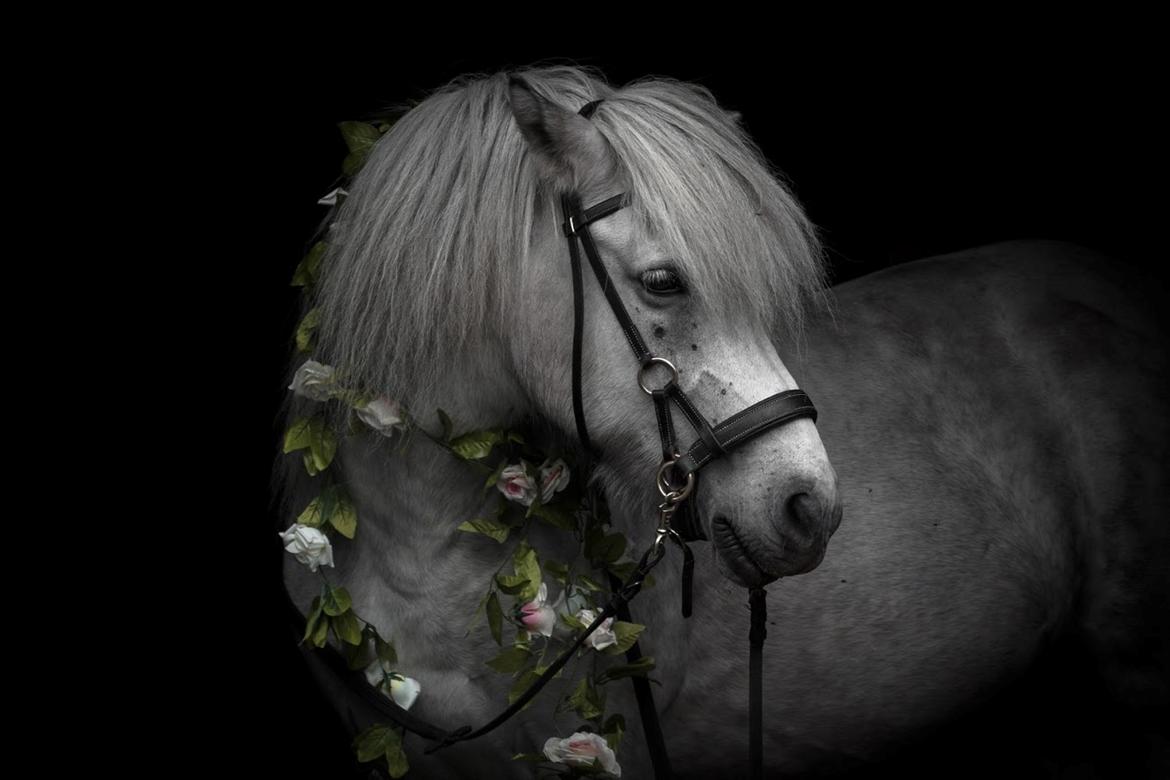 Islænder Löbbi billede 1