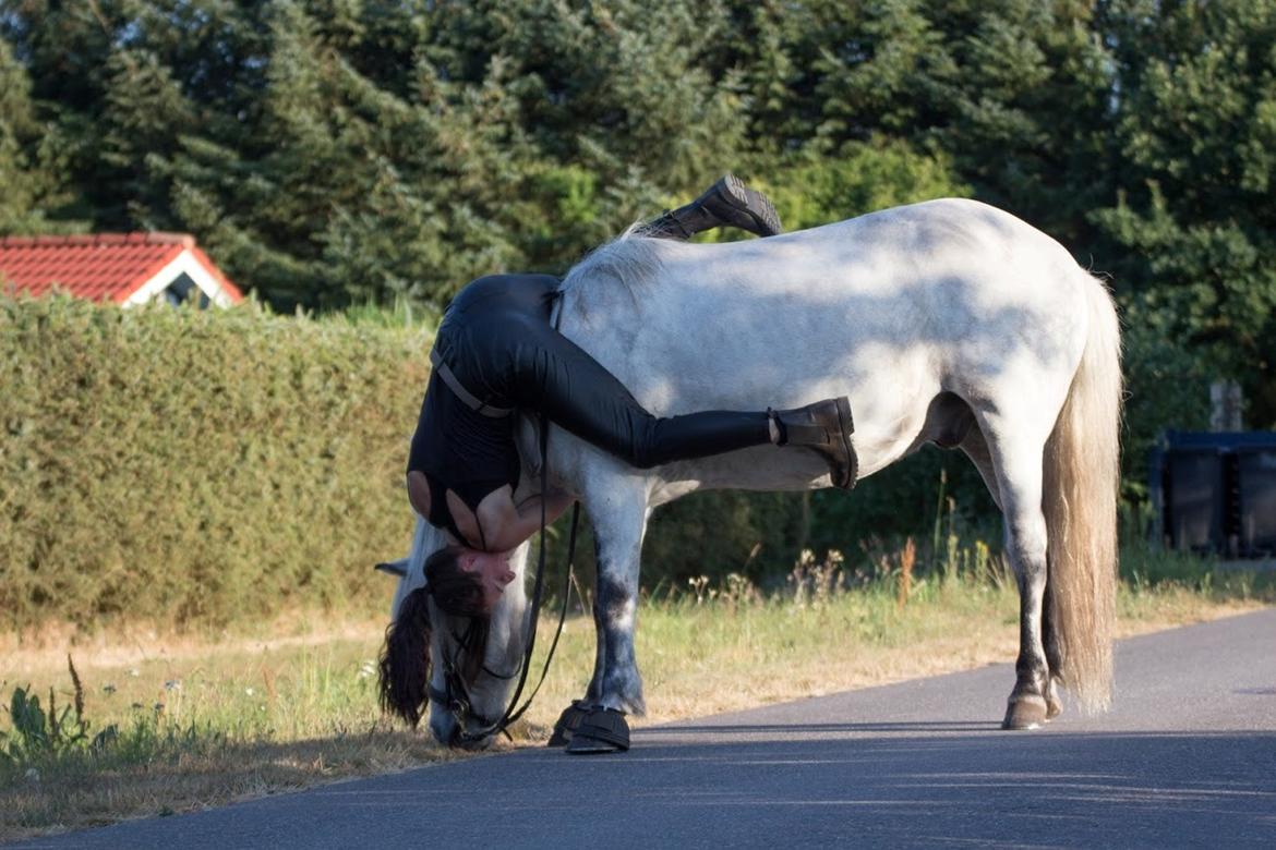 Islænder Löbbi billede 6