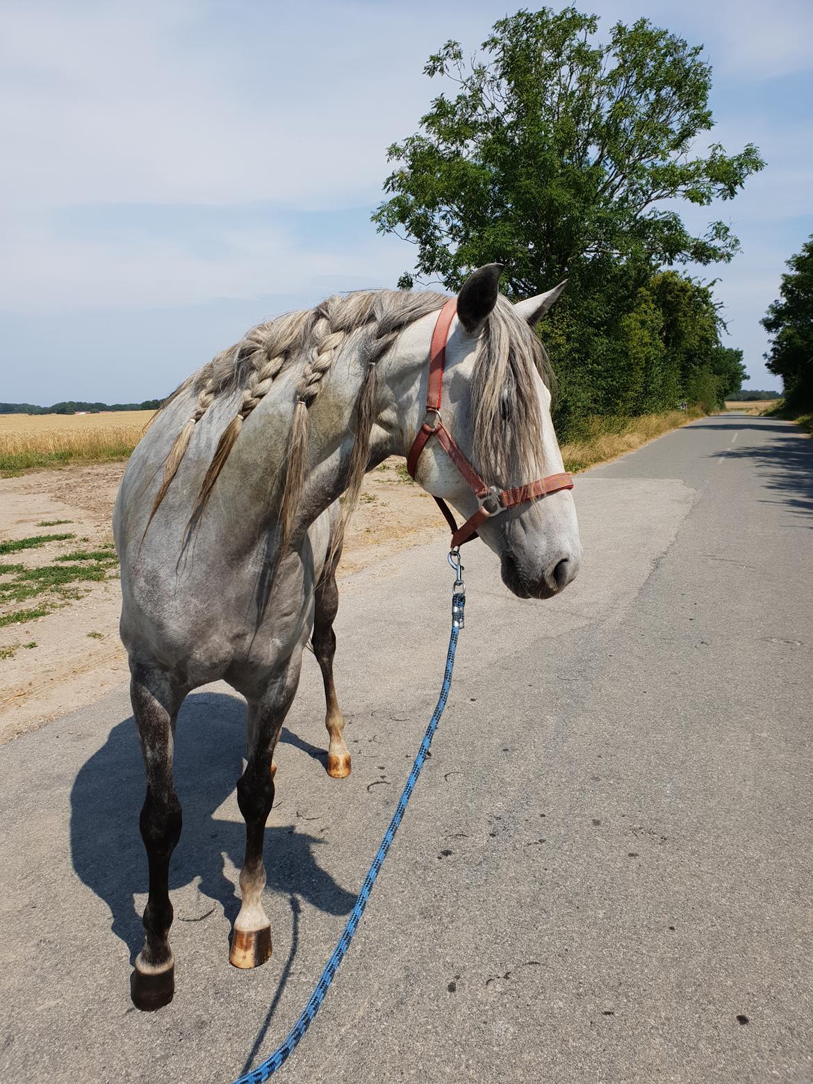Lusitano Gladiador  billede 10