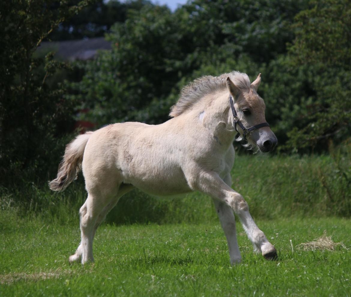 Fjordhest Svit's balou billede 1