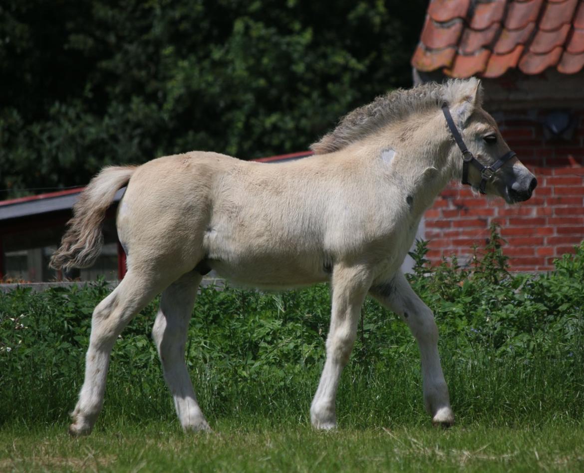 Fjordhest Svit's balou billede 3