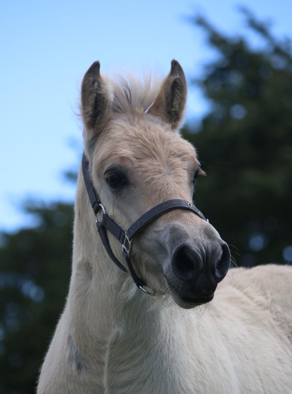 Fjordhest Svit's balou billede 10
