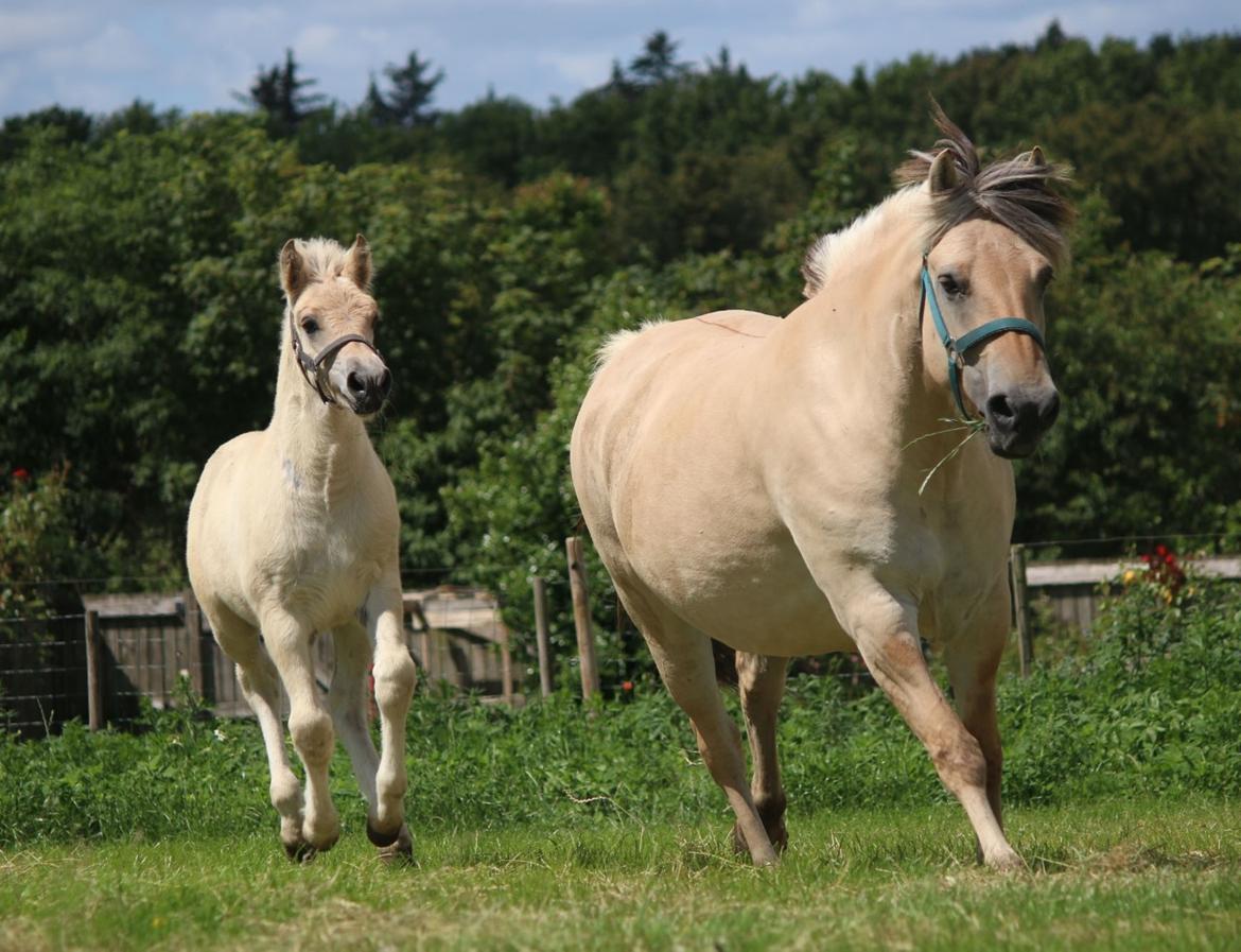 Fjordhest Svit's balou billede 13