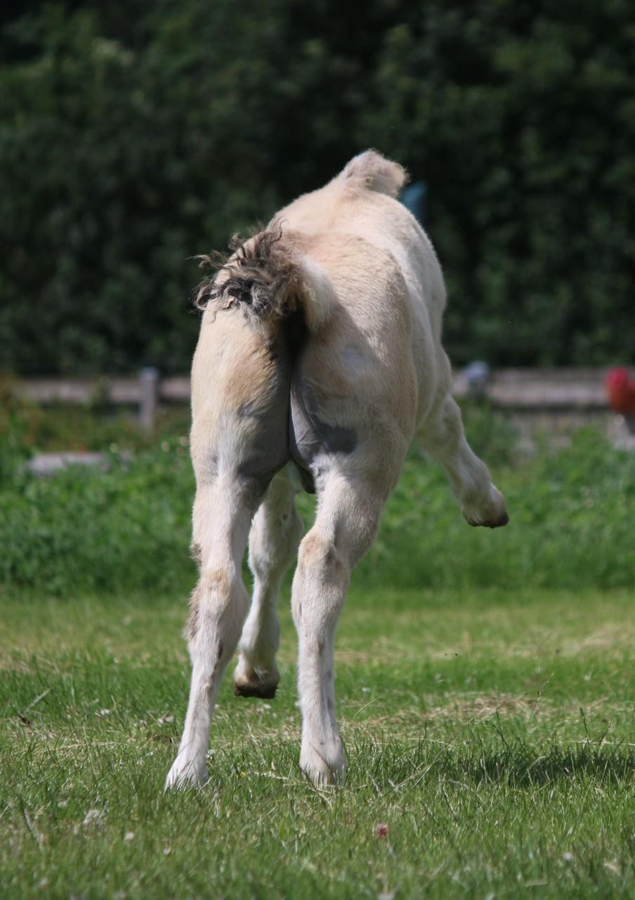 Fjordhest Svit's balou billede 18