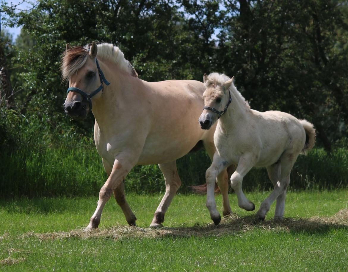 Fjordhest Svit's balou billede 20