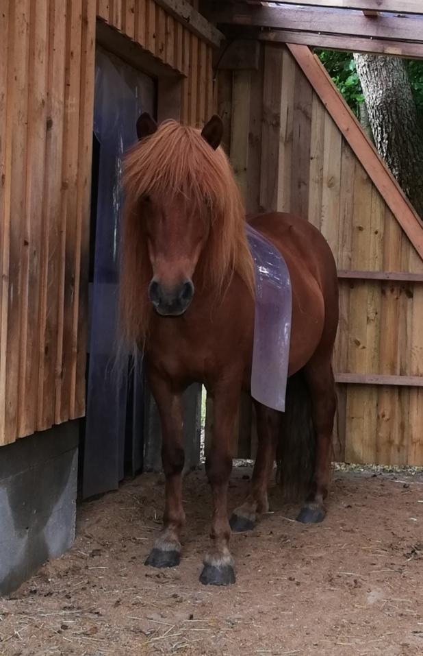 Islænder Skutla fra Anglesey billede 15