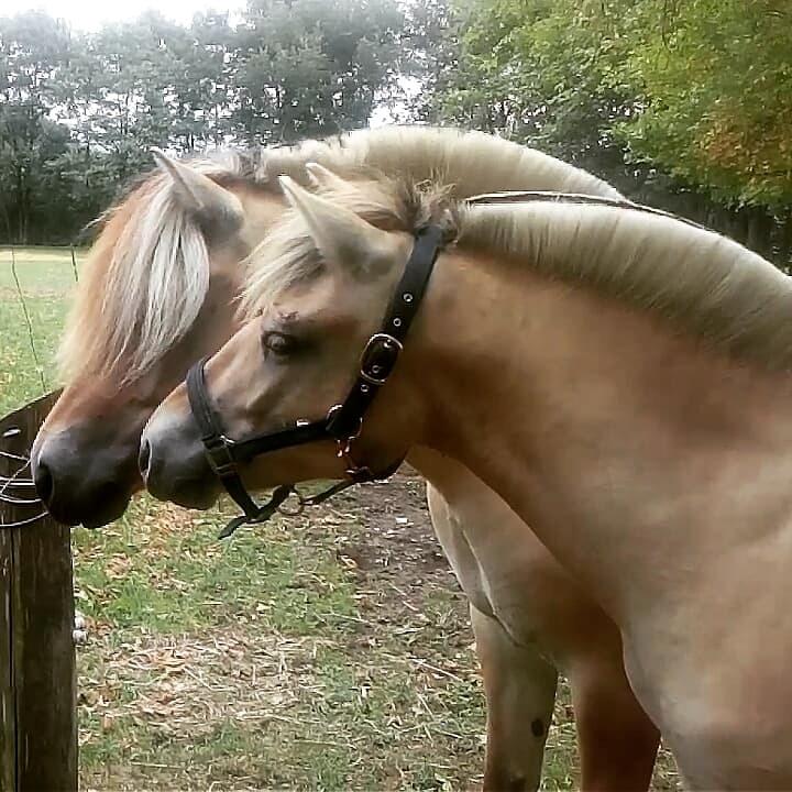 Fjordhest Lille Gilhøjs Alfred - Sylvfin og Alfred et par dage efter han kom hjem billede 8