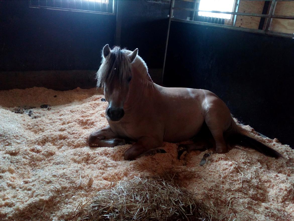 Fjordhest Lille Gilhøjs Alfred - Træt lille pony billede 10