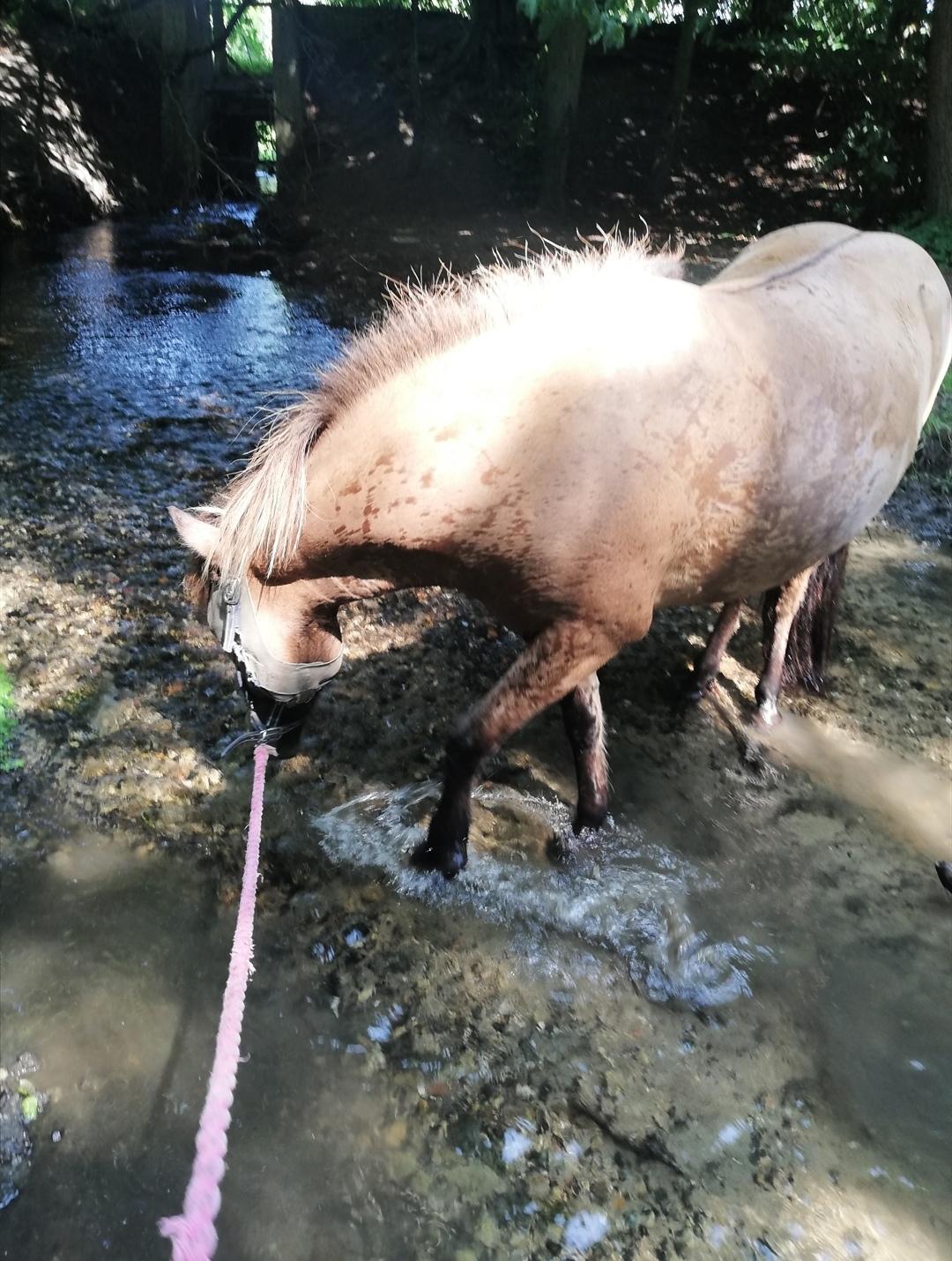 Islænder Sefja fra nørre djurs billede 6