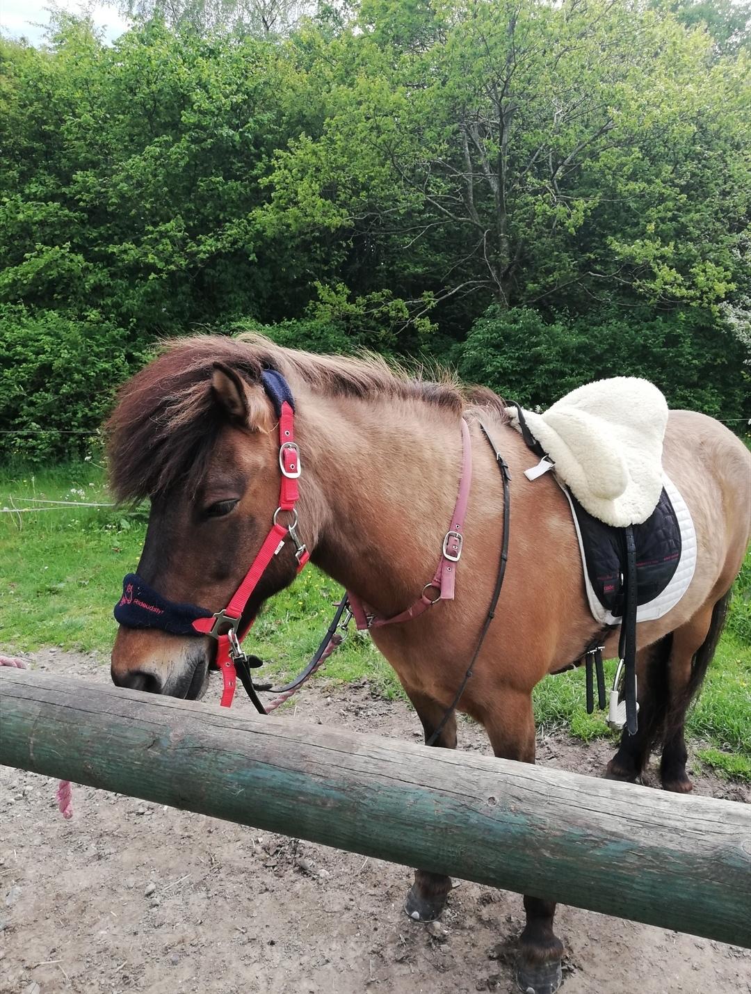 Islænder Sefja fra nørre djurs billede 8