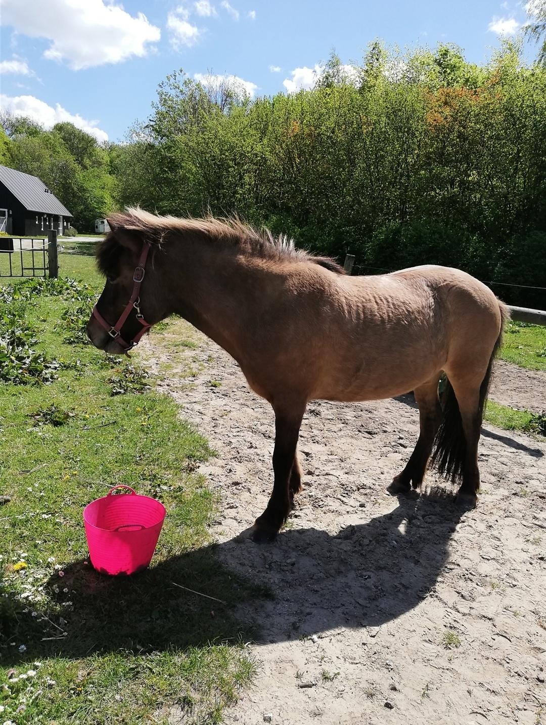 Islænder Sefja fra nørre djurs billede 9