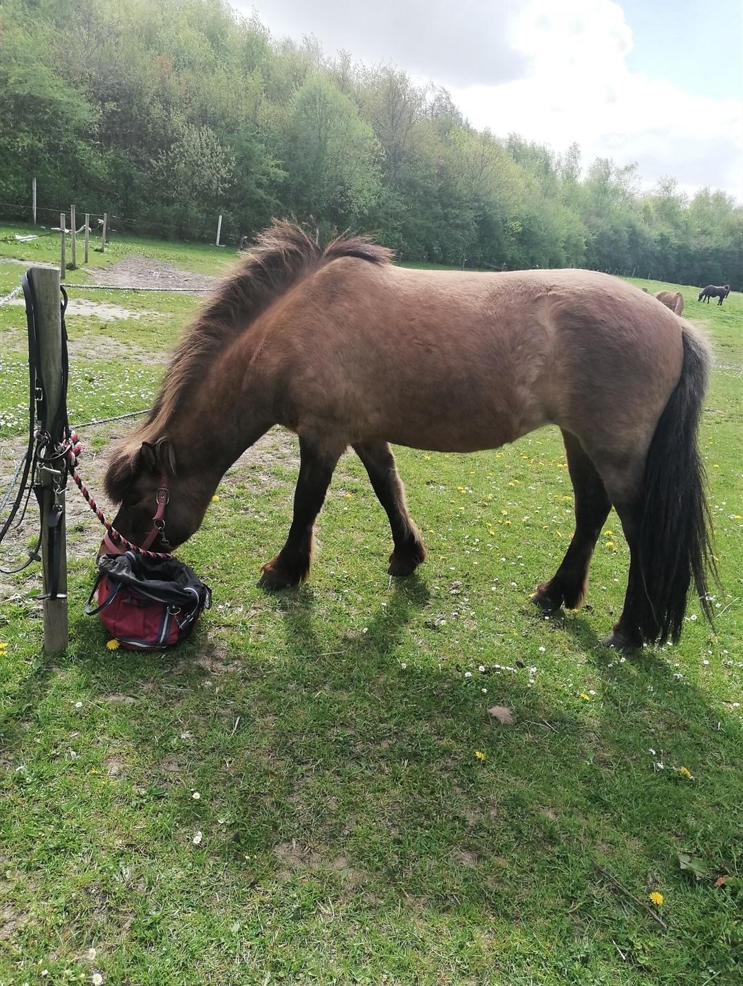 Islænder Sefja fra nørre djurs billede 10