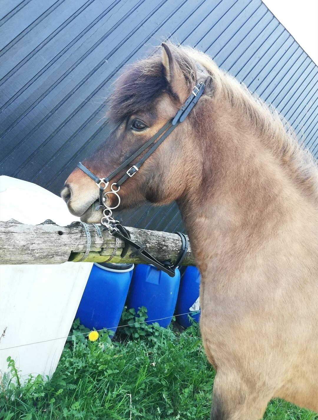 Islænder Sefja fra nørre djurs billede 11