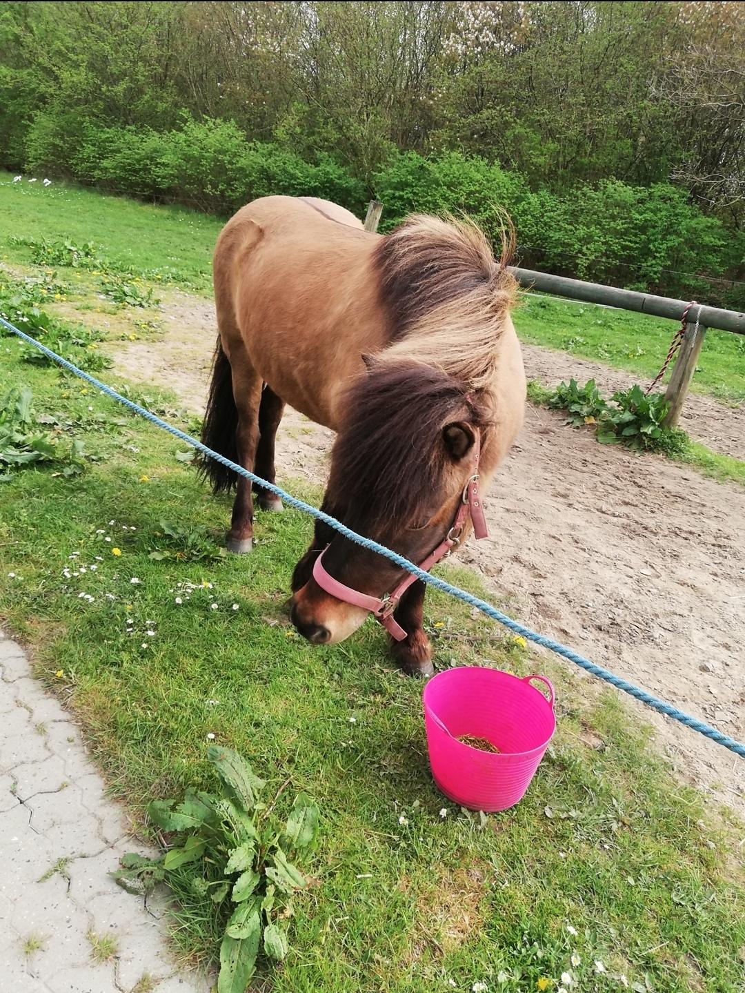 Islænder Sefja fra nørre djurs billede 12