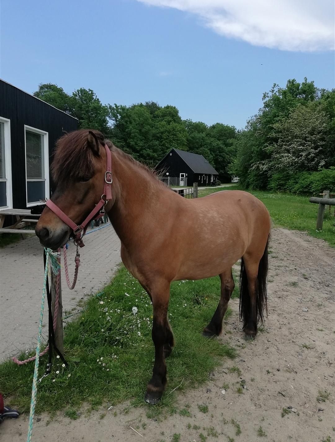 Islænder Sefja fra nørre djurs billede 7