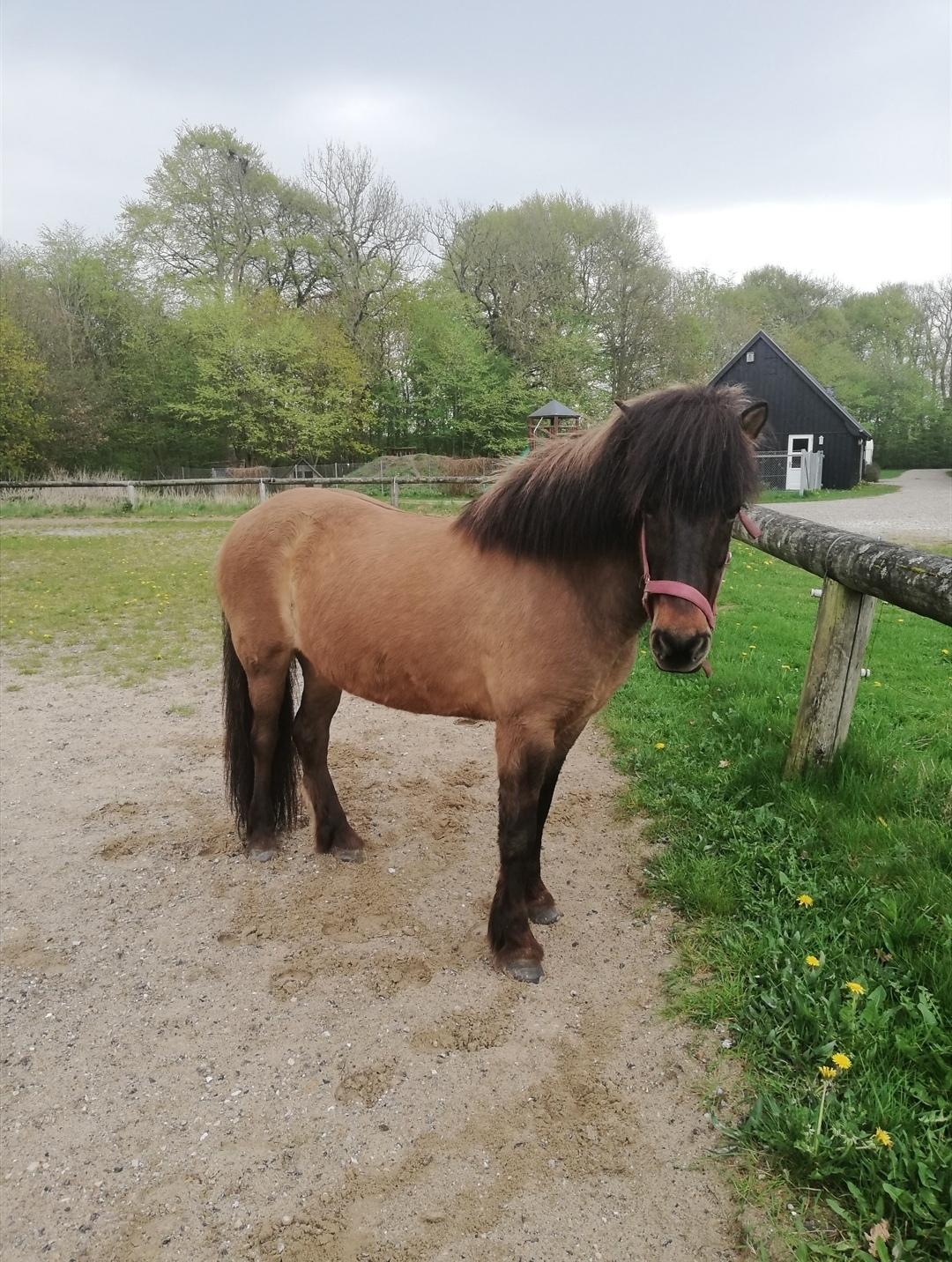 Islænder Sefja fra nørre djurs billede 13
