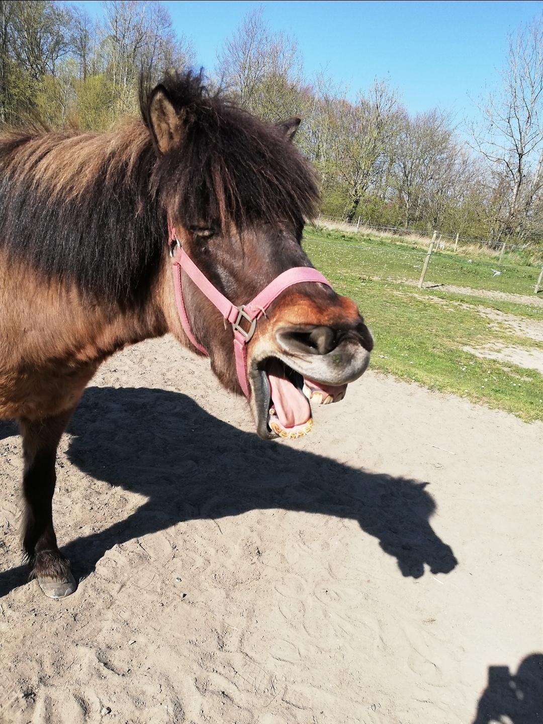 Islænder Sefja fra nørre djurs billede 14