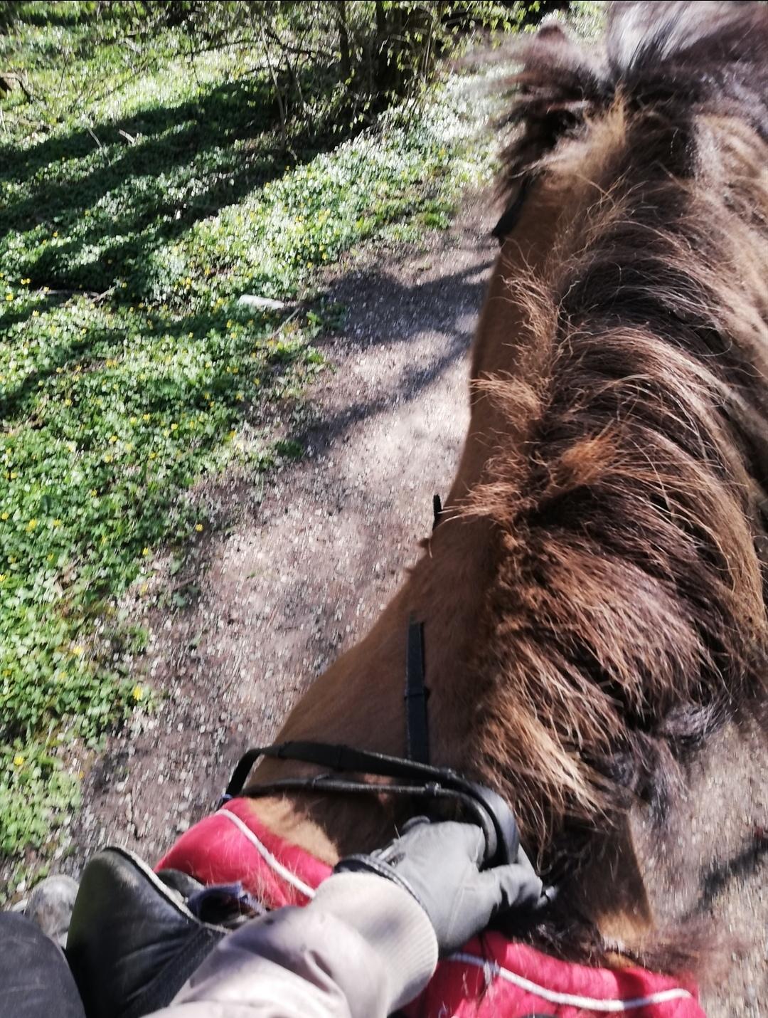 Islænder Sefja fra nørre djurs billede 15