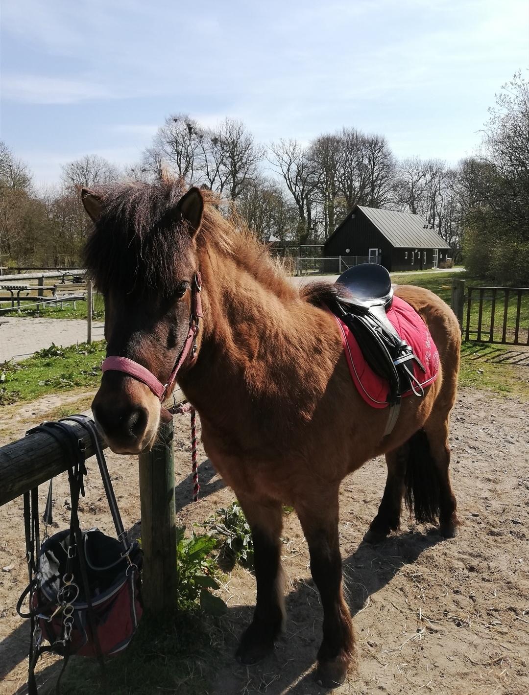 Islænder Sefja fra nørre djurs billede 17