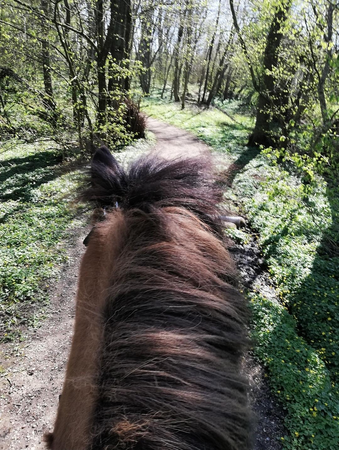 Islænder Sefja fra nørre djurs billede 16