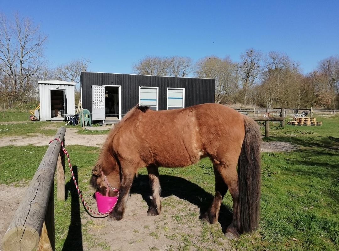 Islænder Sefja fra nørre djurs billede 18