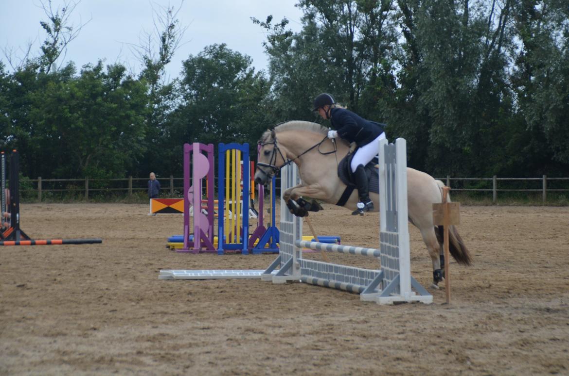 Fjordhest Birkens Rudolf billede 6