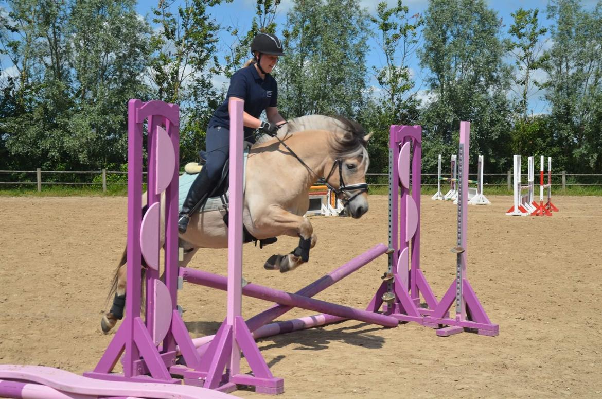 Fjordhest Birkens Rudolf billede 11