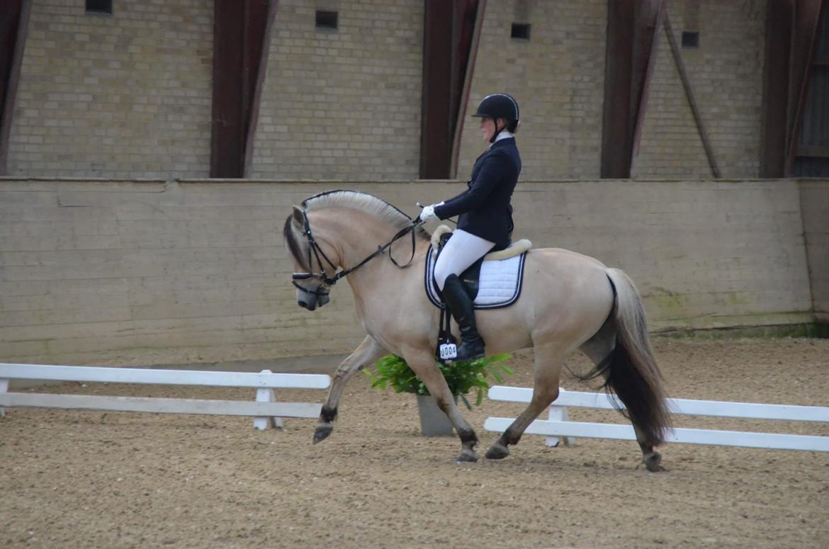 Fjordhest Birkens Rudolf billede 20