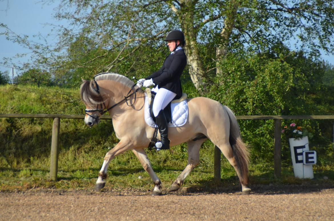 Fjordhest Birkens Rudolf billede 1