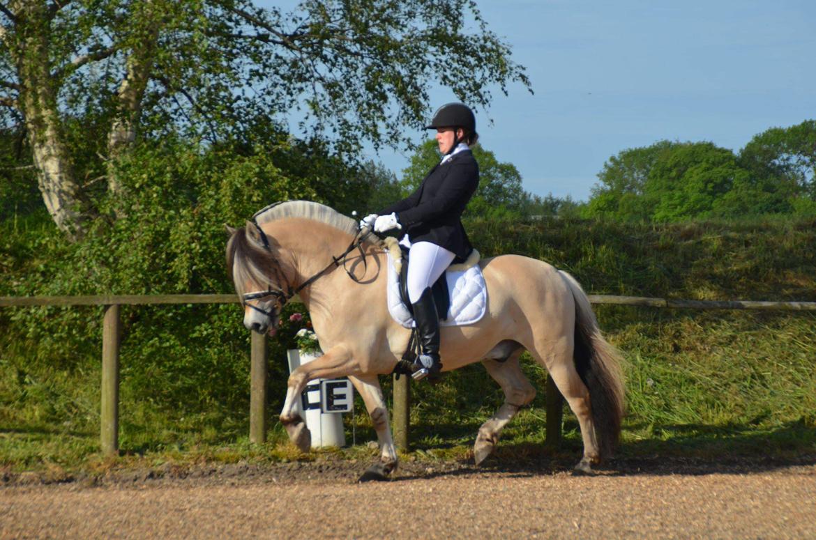 Fjordhest Birkens Rudolf billede 15