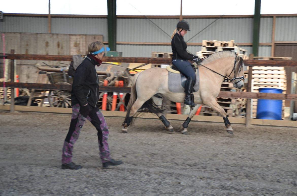 Fjordhest Birkens Rudolf billede 5