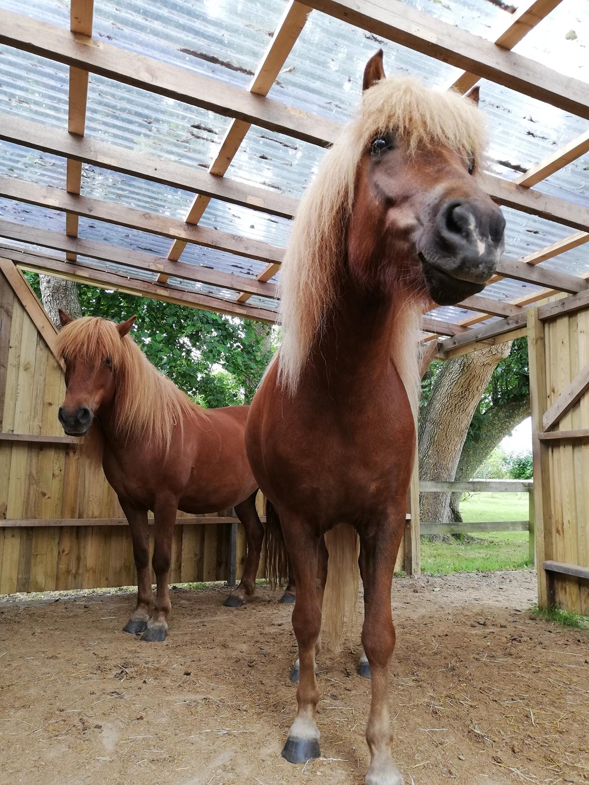 Islænder Gjöf fra Østervang billede 37