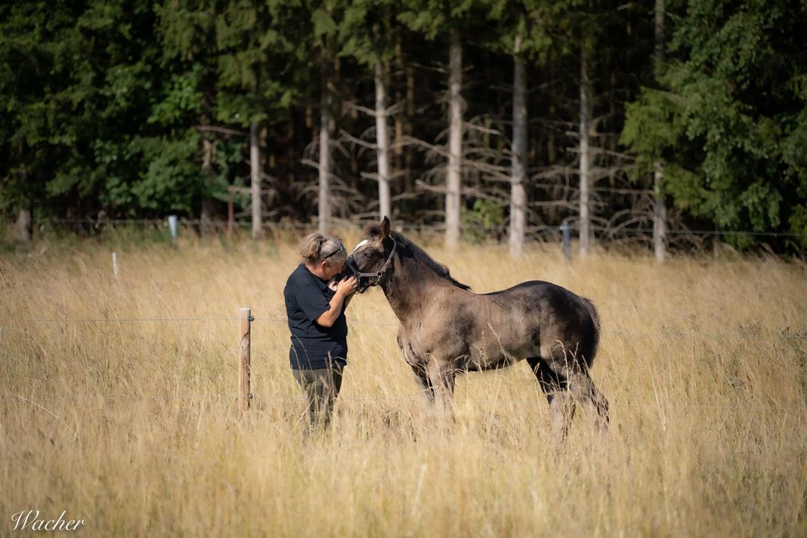 Shire Ørsteds cehra  - 25 juli 19 billede 10