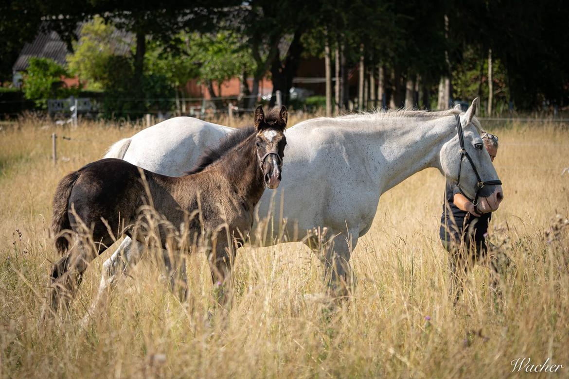 Shire Ørsteds cehra  - 25 juli 19 billede 8