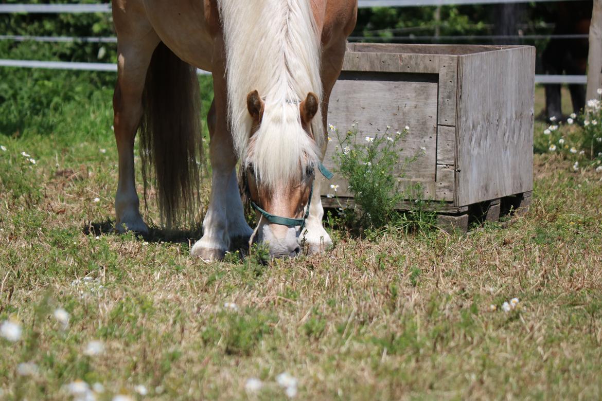 Haflinger Arthos nordan billede 9