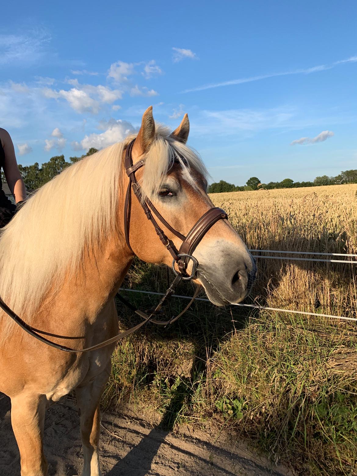 Haflinger Arthos nordan billede 14