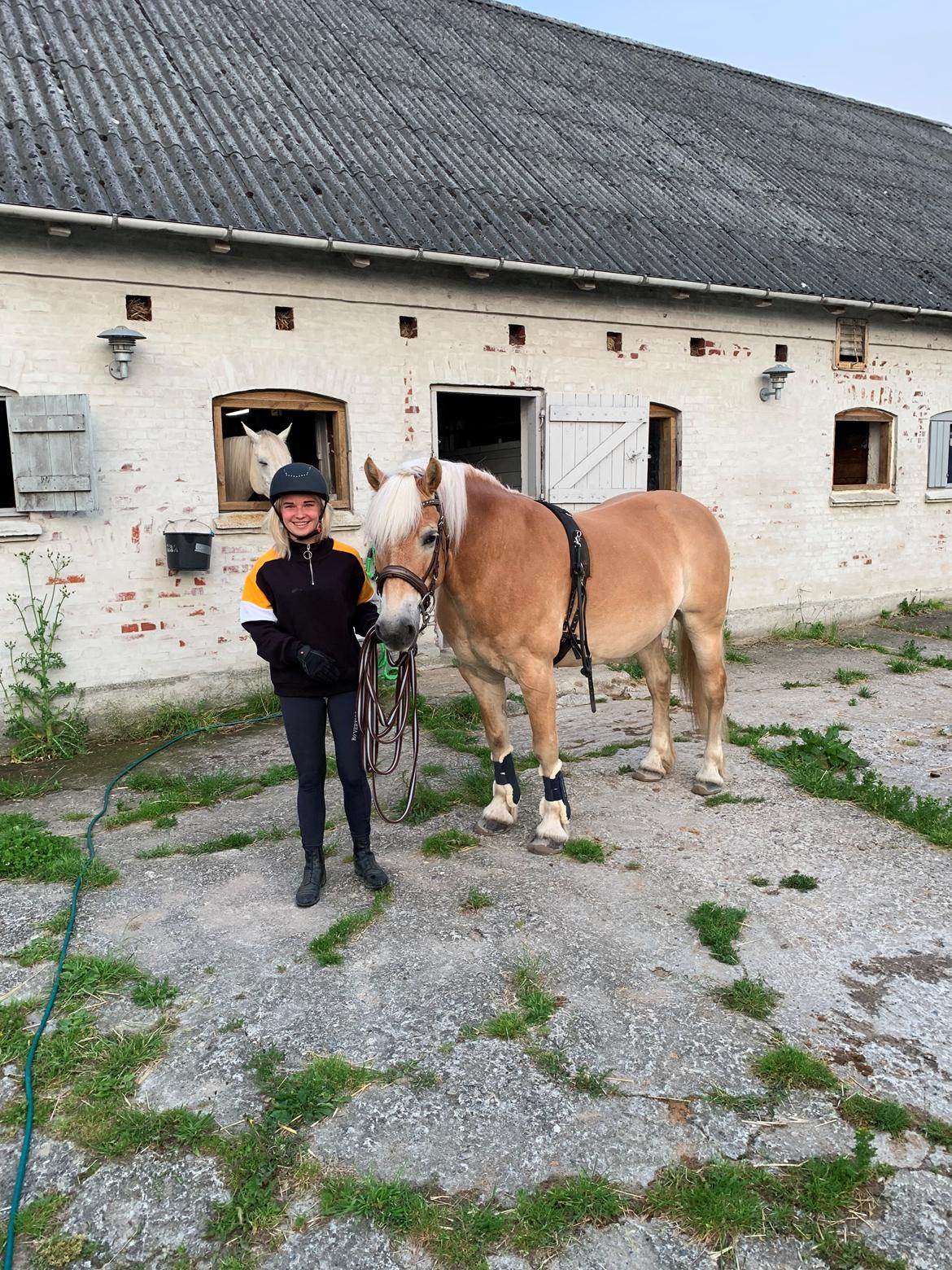 Haflinger Arthos nordan billede 13