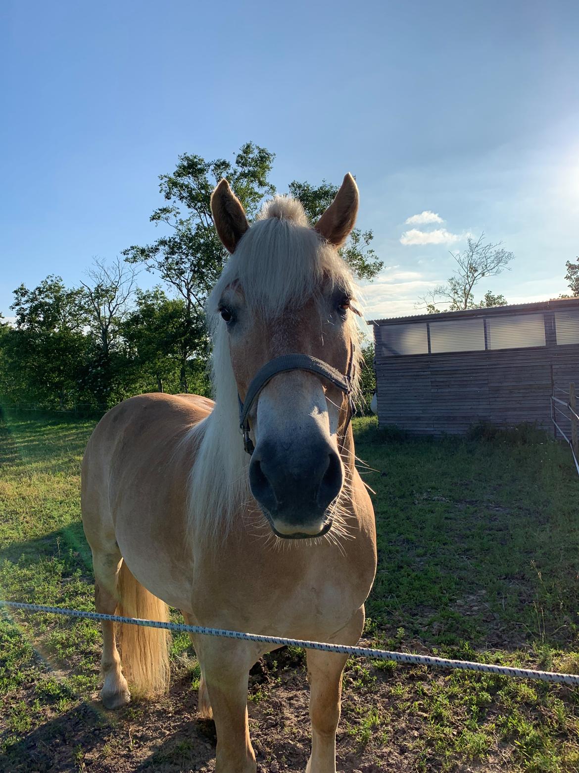 Haflinger Arthos nordan billede 16