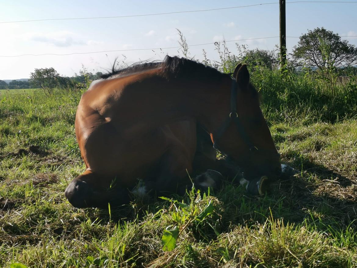 Hollandsk Varmblod Bluf Van De Wolfsakker  billede 11