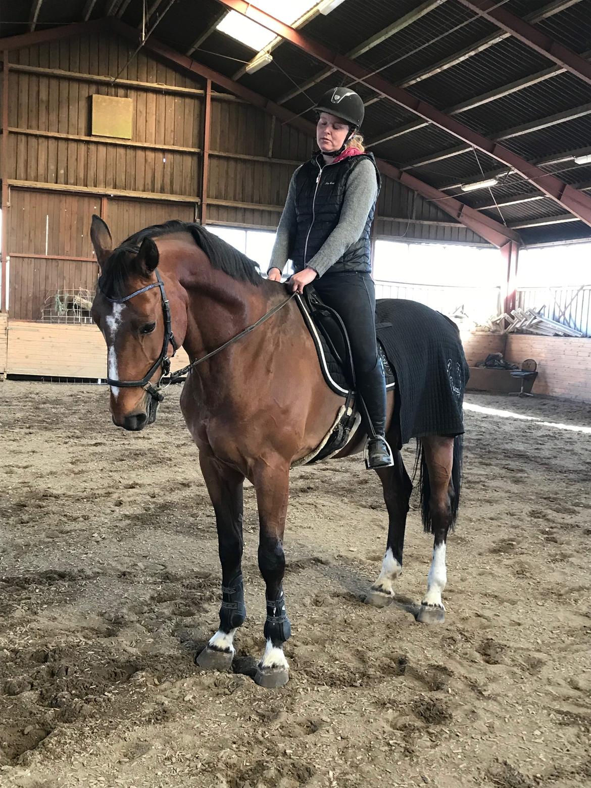 Hollandsk Varmblod Bluf Van De Wolfsakker  billede 14