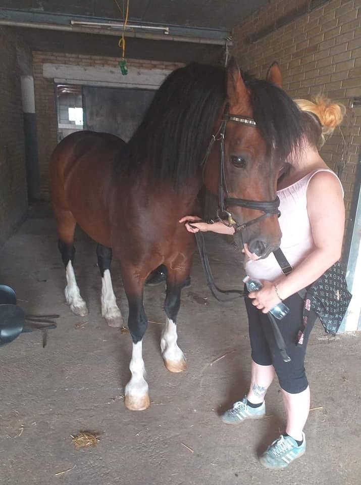 Welsh Cob (sec D) drogeta flash harry billede 1